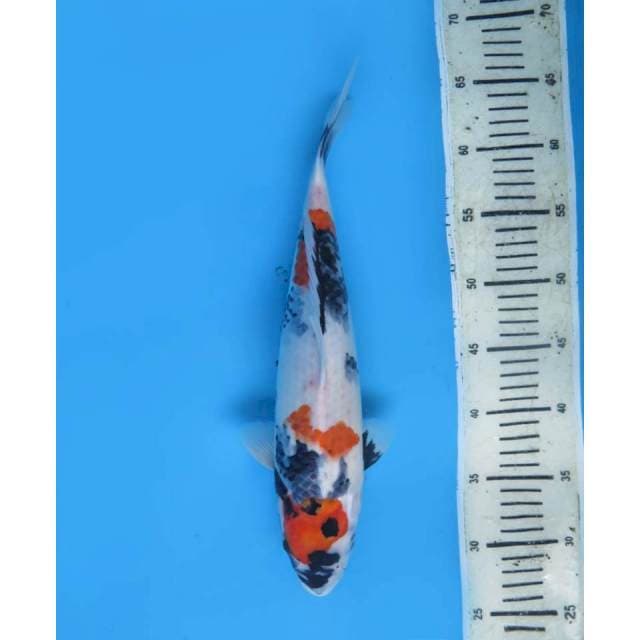 Kindai Showa, 37cm