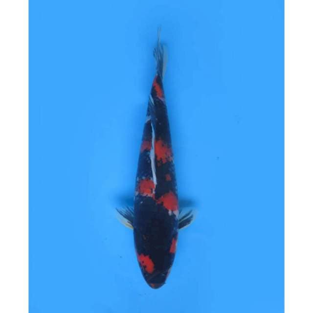 Hi Showa Balance, Male - 37cm