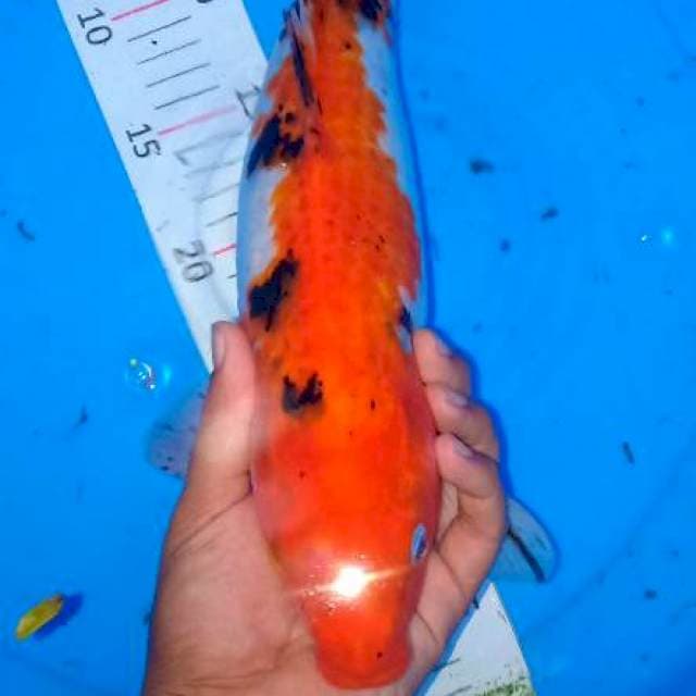 Sanke 38 cm