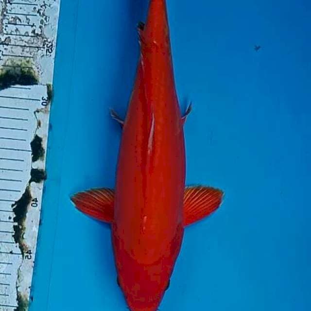 38cm BENIGOI JINAK