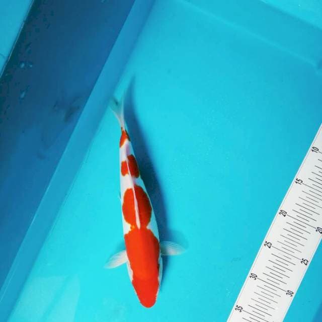 4 Step Kohaku 35bu