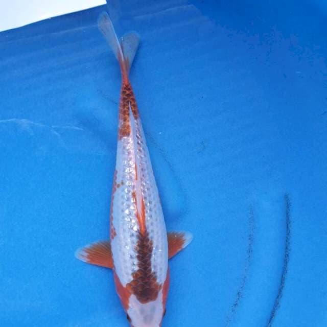 Asagi ginrin f1 blood line tomezo 30 cm jantan