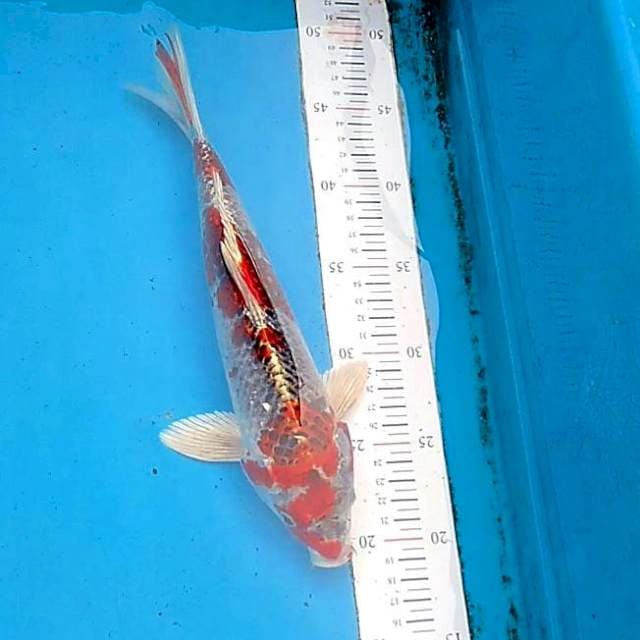 KUJAKU MERAH 3 step