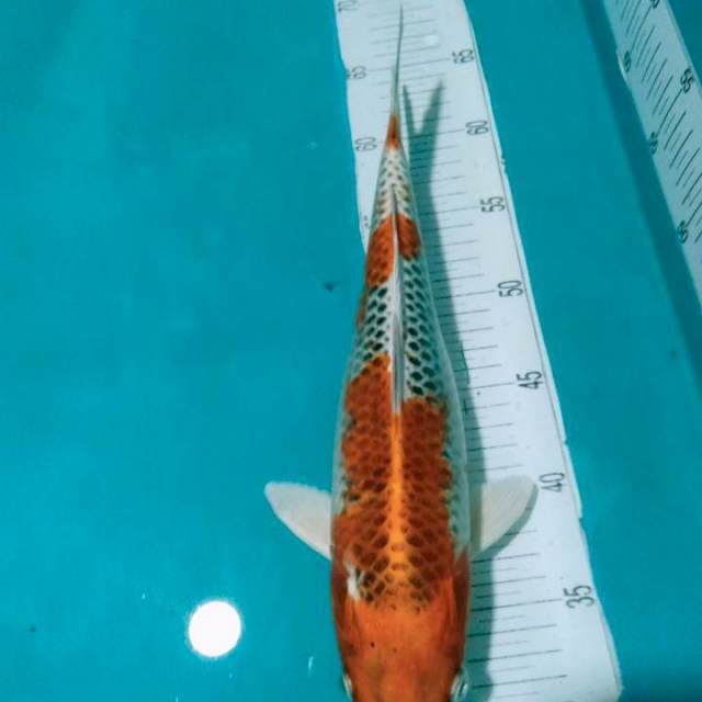 KOJAKU,,34cm Juooss
