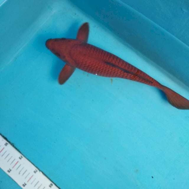 Tembaga 38cm/40bu