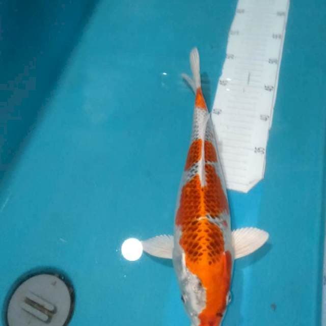 KOJAKU,,35CM..JUOSSS..