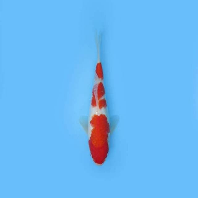 KOHAKU F1 3 STEP 26 CM