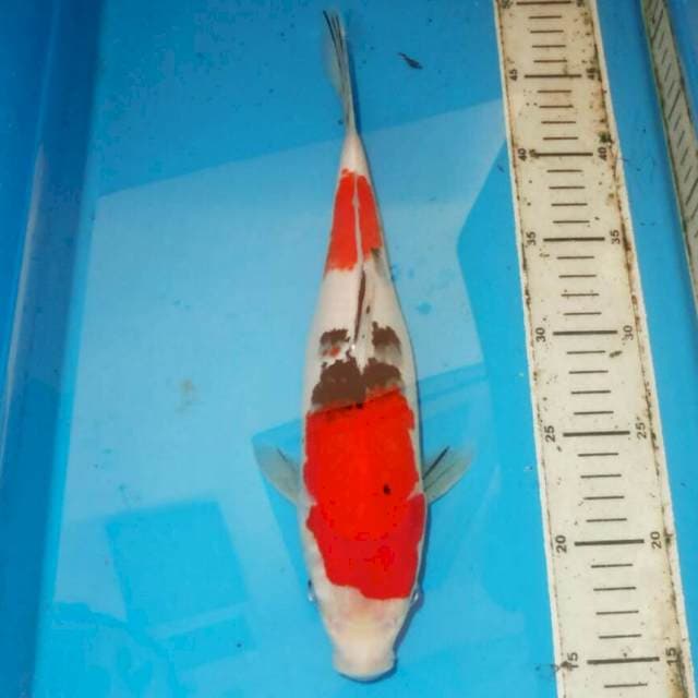 32cm SANKE