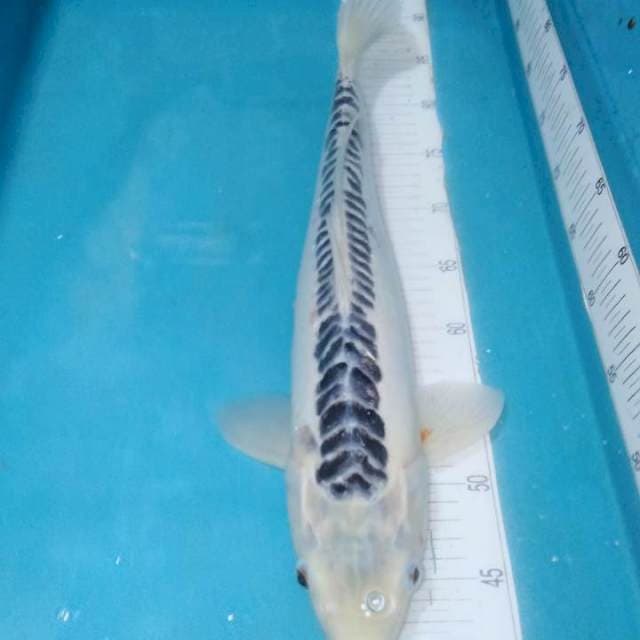 SHUSUI,,46CM