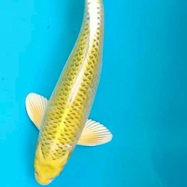 40cm MATSUBA KUNING