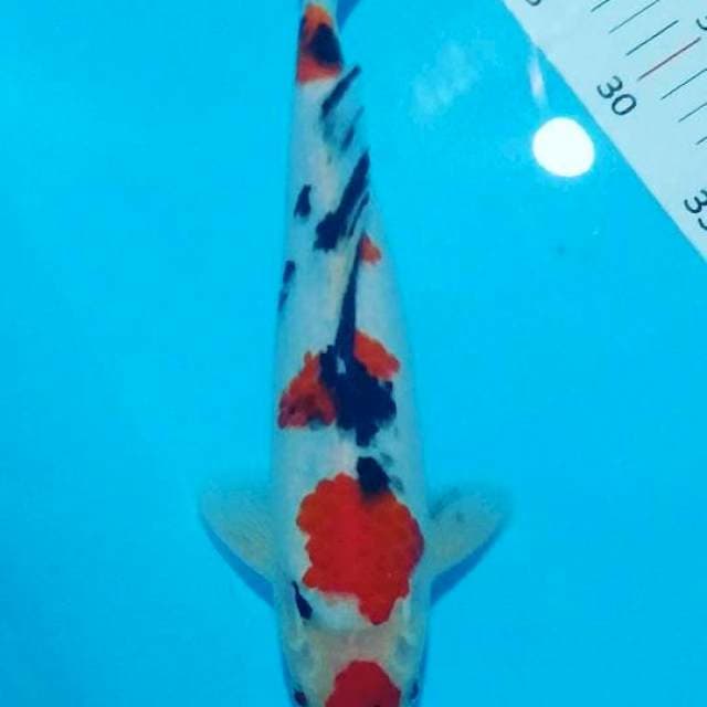 # maruten 32cm