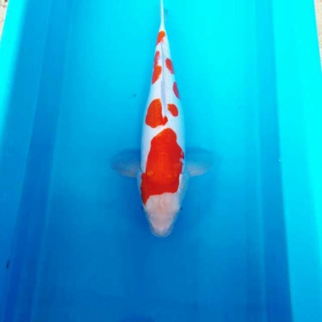 NJK - SAKURA KOHAKU