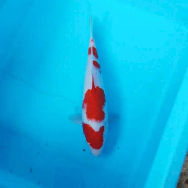 NJK - KOHAKU ORIGINAL F1
