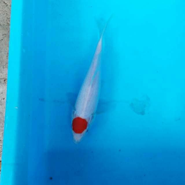 NJK - TANCO KOHAKU