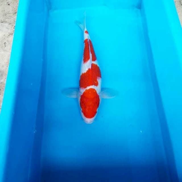 NJK - YONDAN KOHAKU