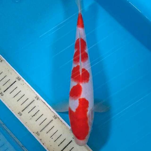 Kohaku male 30bu
