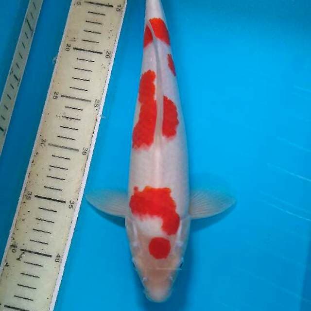 Kohaku male 35bu