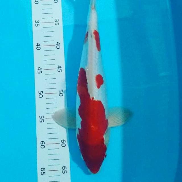 # kohaku 39cm#