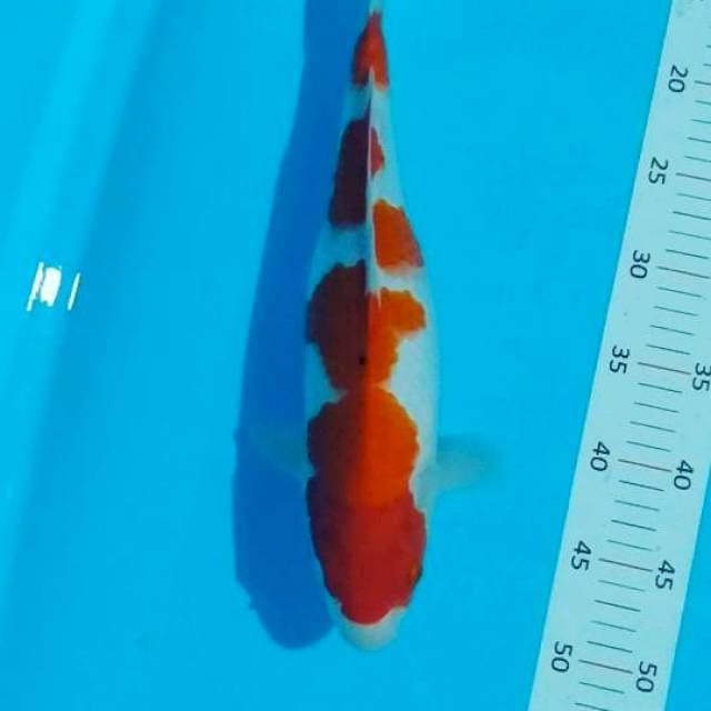 #kohaku 38cm #