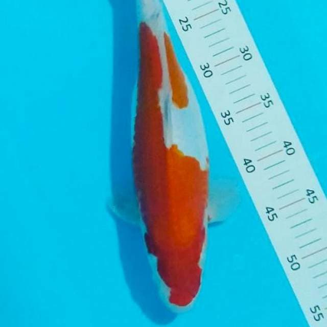 #kohaku 38cm#