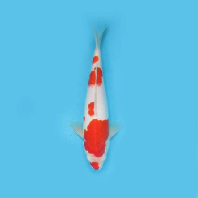 KUCIBENI CANTIK_BULKY KOHAKU 29 CM