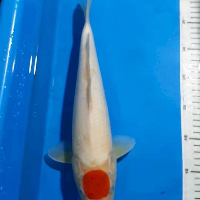 TANCHO 36 CM