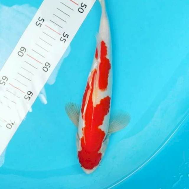 # inazuma 27 cm #