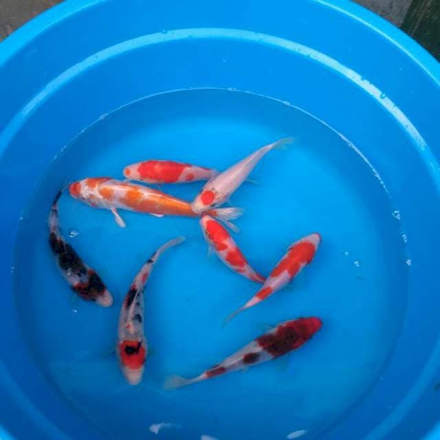 Sk mix koi 5ekor