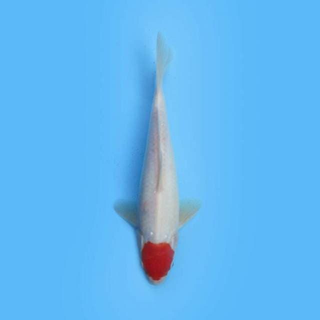 TANCHO KOHAKU 27 CM