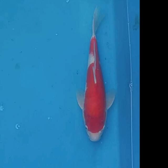 Kohaku