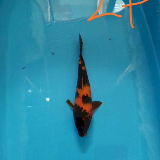 Hi utsuri 27 cm