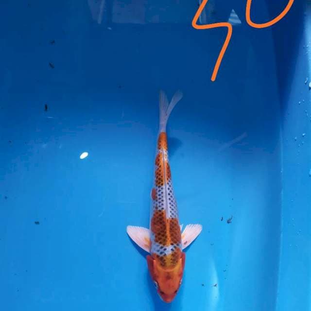 Kujaku 30 cm