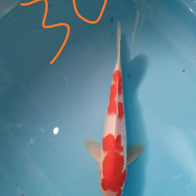 Kohaku 30 cm