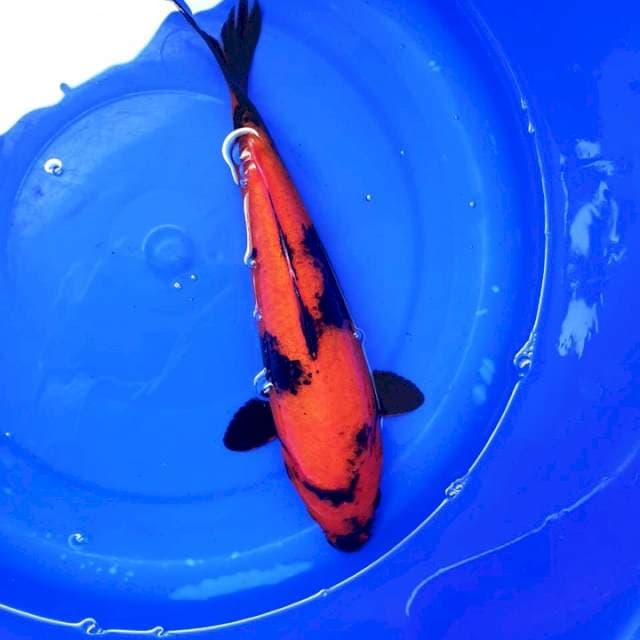 Hi Utsuri 28cm