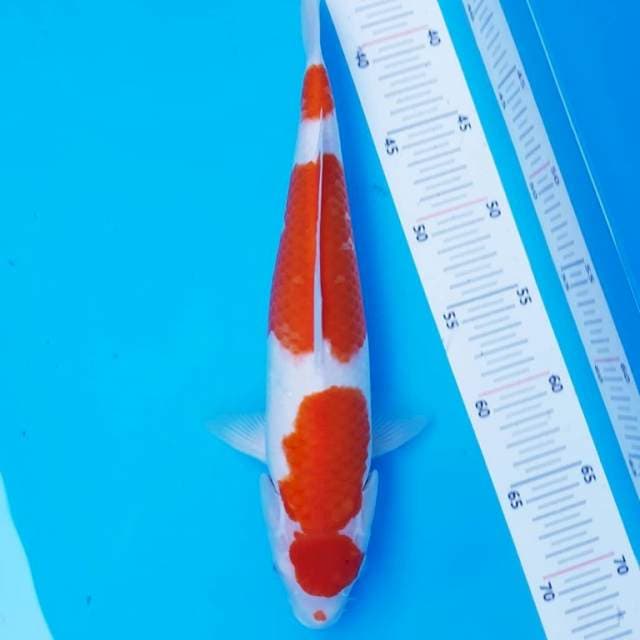 Maruten Kohaku 35cm