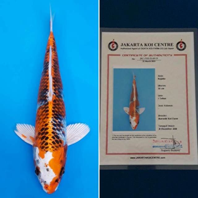 Kujaku ikarashi sertifikat