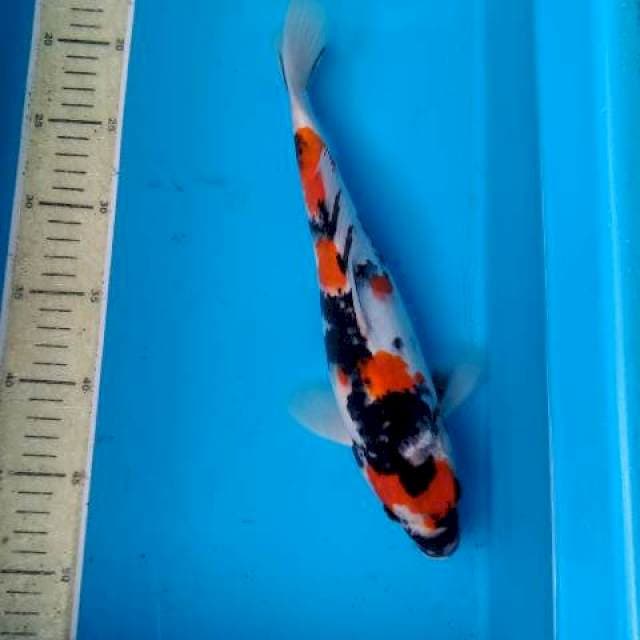 SHOWA SHANSOKU