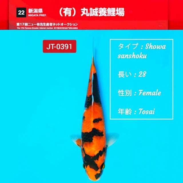 F1 Hi~showa super skin