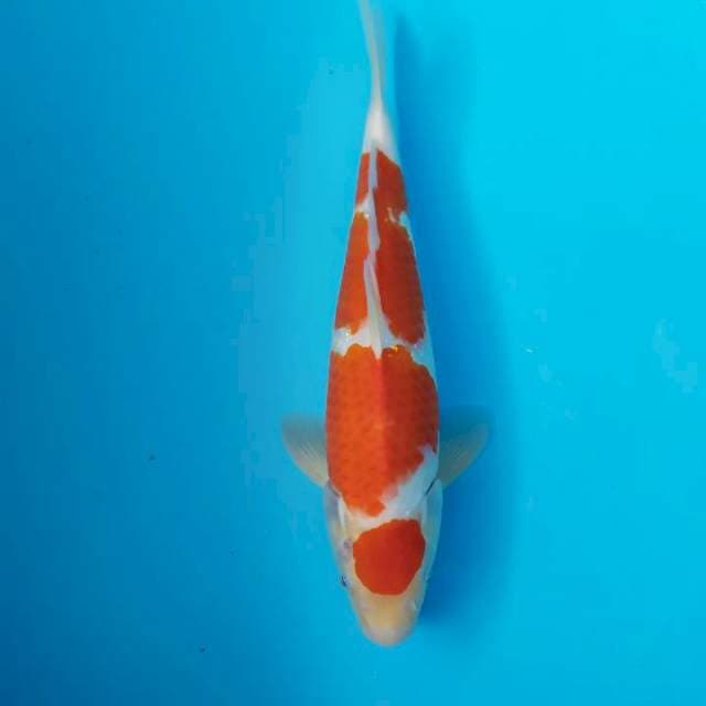 Maruten kohaku 31 cm