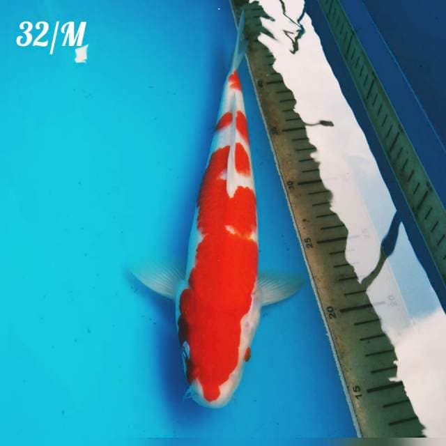 KOHAKU ORI
