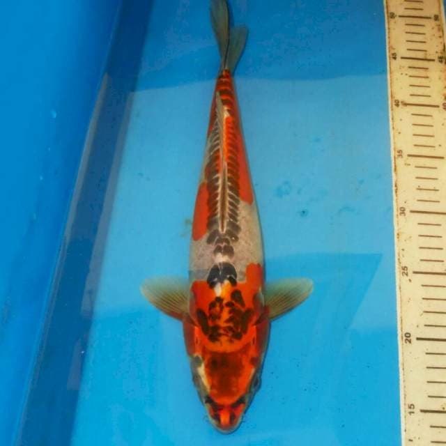 35cm KIKOKURYU TERPEDO