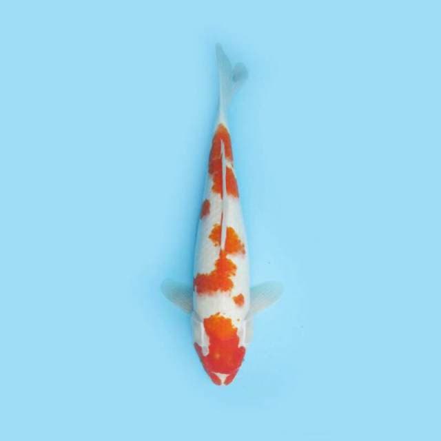 BKS ( KOHAKU 36 CM )