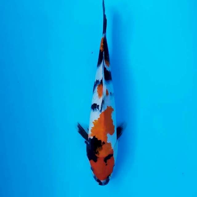 Showa 28 cm