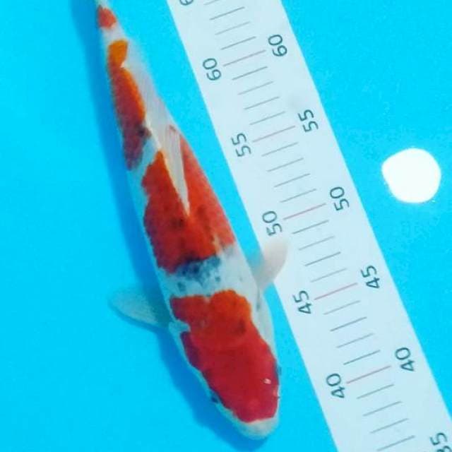 # ghosiki 31cm#