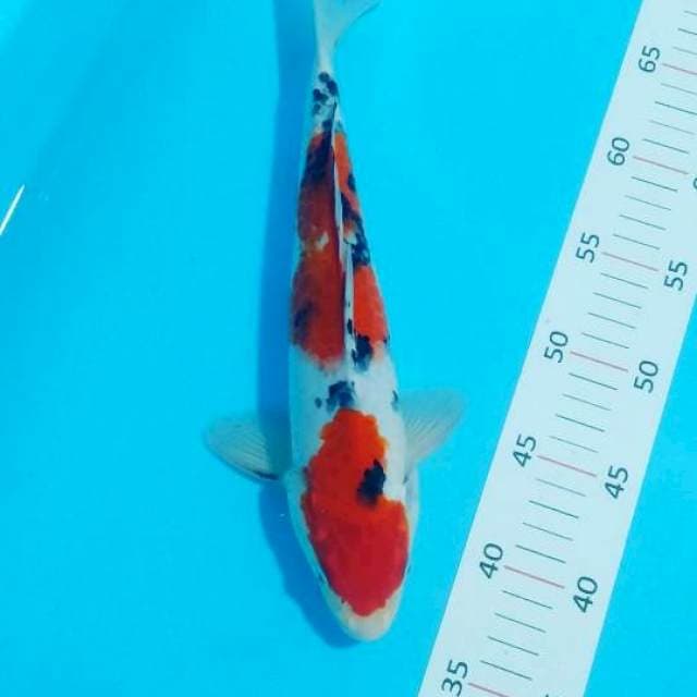 # sanke male 31cm#