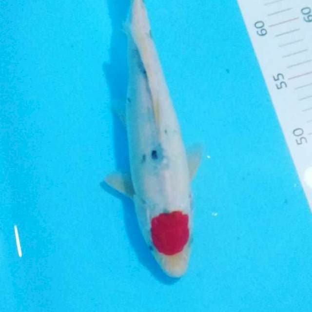 # tancho sanke 27 cm #male