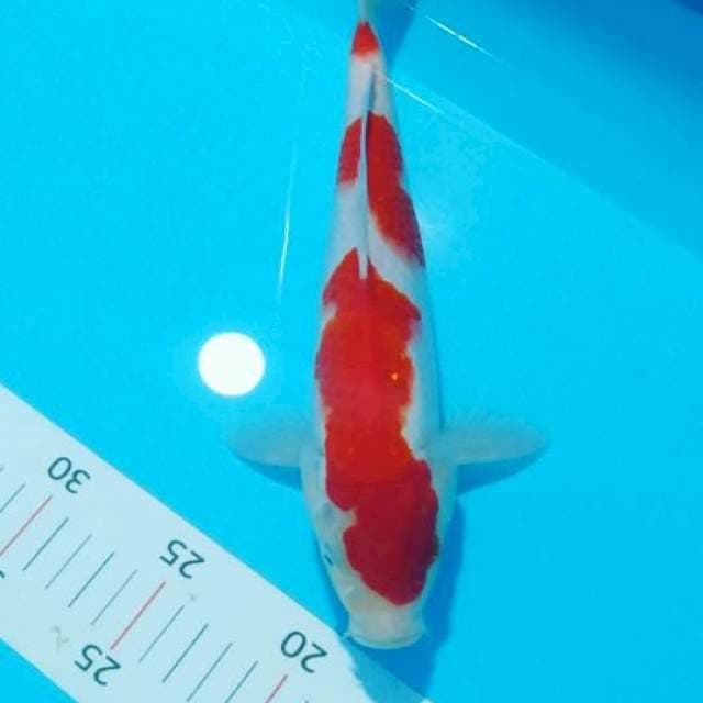 # kohaku 27cm male#