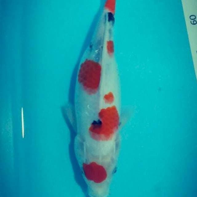 # sanke 28cm