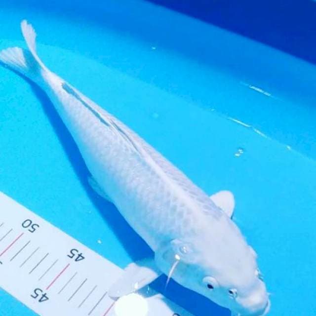 #platinum male 36cm#