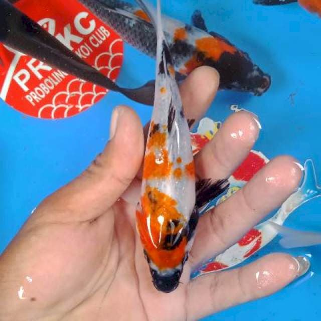 Mix koi joss 30 ekor